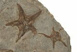 Slab Of Fossil Starfish, Carpoids And A Brittle Star - Morocco #196764-3